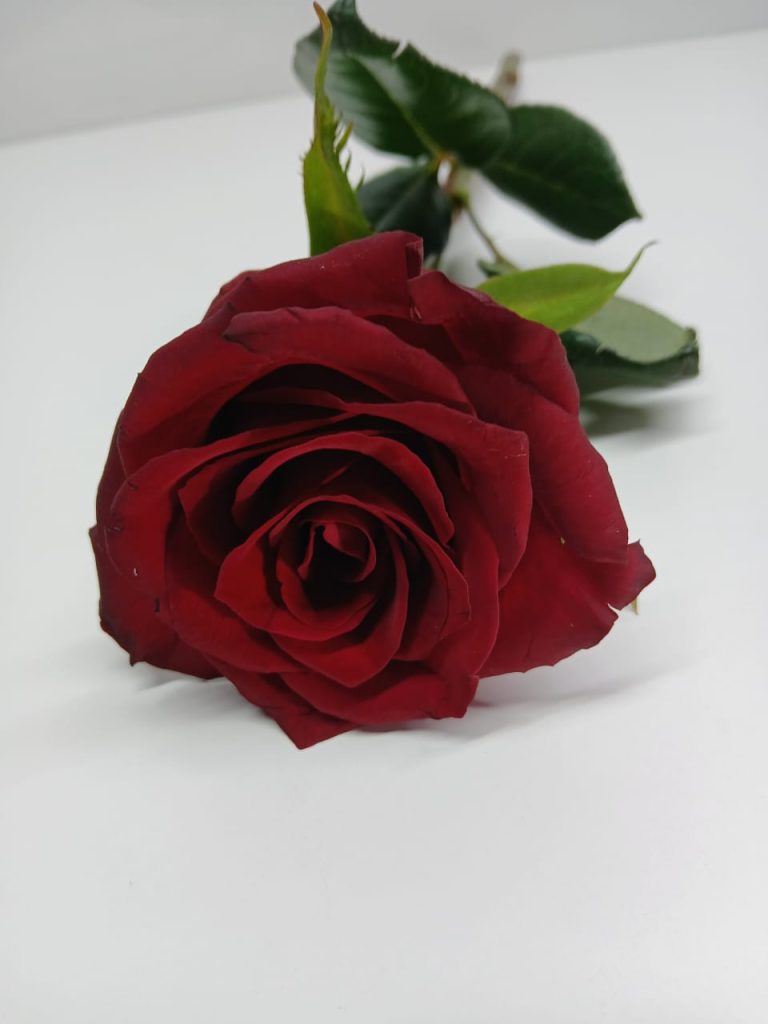 A single red rose, beautifully wrapped, symbolizing love, passion, and devotion.