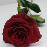 A single red rose, beautifully wrapped, symbolizing love, passion, and devotion.