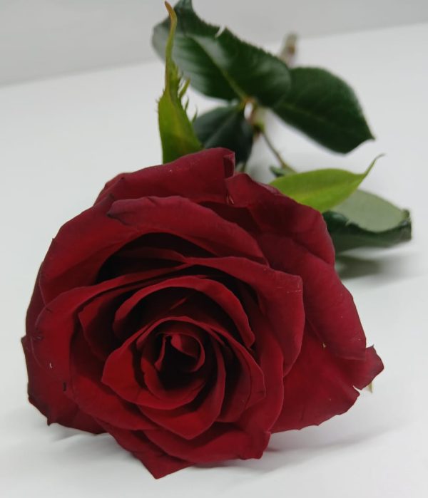 A single red rose, beautifully wrapped, symbolizing love, passion, and devotion.