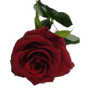 Single red rose in Nairobi – a symbol of love, available for same-day delivery to express your affection and make any occasion special.